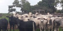 IBGE aponta que abate bovino volta a crescer após 2 anos em queda; MS fica em 2º lugar