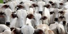 Paraguai é alternativa da carne brasileira aos EUA