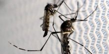 Mulher de 32 anos é a 15ª vítima da dengue este ano em MS