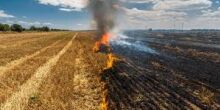 MPF monitora fiscalização das queimadas no Pantanal de Mato Grosso do Sul