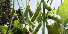 Produção agrícola deve chegar a 75,3 milhões de toneladas