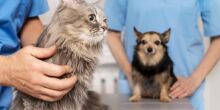 Estado capacita equipes para atuar em Caravana animal