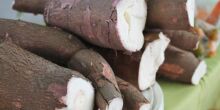 Cultura da Mandioca é tema de Dias de Campo em MS