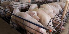 Suinocultura de MS cresce e se transforma em referência