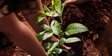 Empresa de Bonito ajuda a plantar o futuro