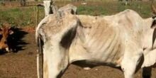 MP investiga caso de animais em situação de debilidade
