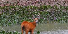 Governo paga a quem cuidar do Pantanal
