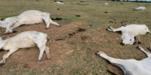 Proprietários notificam morte de animais na região