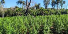 Senad paraguaia destrói 18 toneladas de maconha