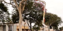 Prefeitura aproveita feriado para poda preventiva