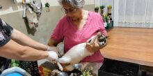Quase 700 pets já foram imunizados em campanha