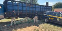 Caminhão transportava bois com cocaína
