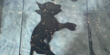 Polícia investiga mortandade de cães e gato