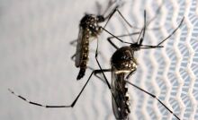 Mulher de 32 anos é a 15ª vítima da dengue este ano em MS