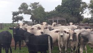 IBGE aponta que abate bovino volta a crescer após 2 anos em queda; MS fica em 2&ordm; lugar