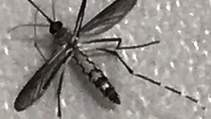 Conheça as preferências do Aedes aegypti