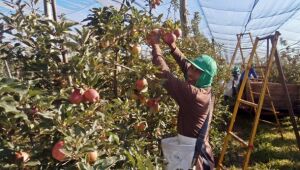 Funtrab tem 250 vagas para a colheita de maçã