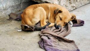 Câmara aprova projeto de lei para combater o abandono de animais
