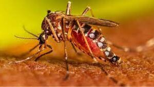 Ministério define esta semana calendário de vacinação contra dengue