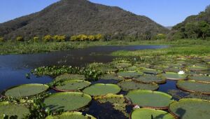 Lei do Pantanal entra em vigor e governo foca na fiscalização