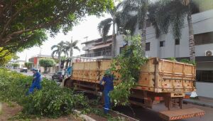 Prefeitura realiza poda de árvores na área central