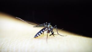 Especialista orienta sobre sintomas e prevenção no combate à dengue