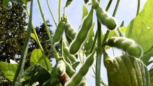 Produção agrícola deve chegar a 75,3 milhões de toneladas