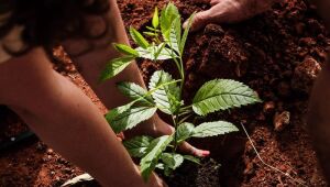 Empresa de Bonito ajuda a plantar o futuro