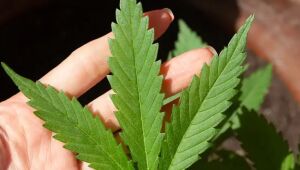 Anvisa define regras para produção de cannabis