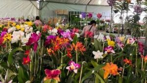 Feira de Flores começa dia 4 e vai até dia 8 em Dourados