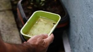 Projeto piloto de vacina contra chikungunya deve começar por Dourados