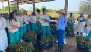 Mulheres encontram novas oportunidades no setor florestal de MS
