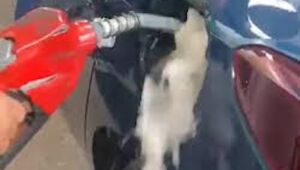 Sem função social, Petrobras perde o controle de preços 