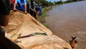 Lago ganha 3 toneladas de peixes para a Festa