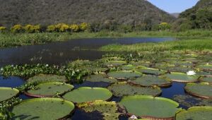 MS é único do Brasil a cumprir governança climática