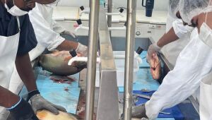 Festa da Páscoa deve oferecer 15 toneladas de pescado