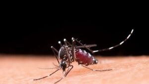 MP monitora ações de combate a chikungunya