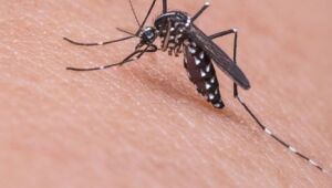 Tempo mais frio ajuda a conter ação de mosquitos 