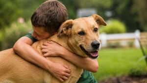 Prefeitura torna obrigatória educação sobre proteção e bem-estar animal na Reme