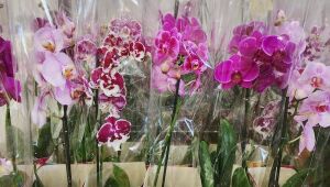Preço de flores sobe quase 60% em Dourados