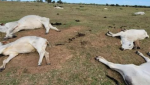 Proprietários notificam morte de animais na região