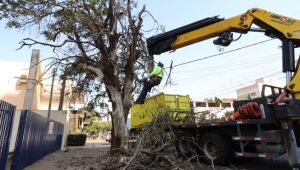 Prefeitura já replantou mais de mil mudas