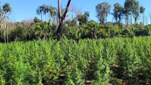 Senad paraguaia destrói 18 toneladas de maconha