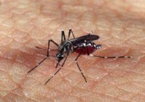 Quarta vítima da dengue em Dourados é criança de sete anos