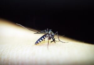 Estado chega a quase 10 mil casos de Chikungunya 