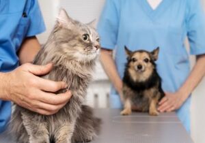 Estado capacita equipes para atuar em Caravana animal