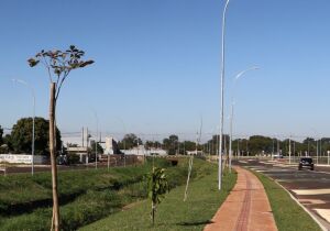 Avenida dos Ipês ganha 360 mudas