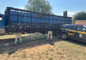 Caminhão transportava bois com cocaína