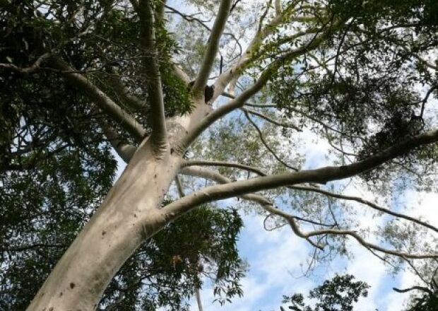 Homem morre esmagado por árvore em distrito