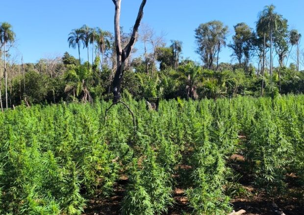 Senad paraguaia destrói 18 toneladas de maconha